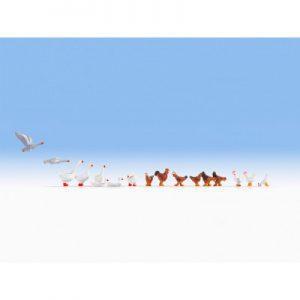 Poulets et oies - NOCH 15772